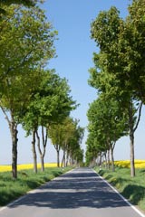 Allee in der Nähe des Schaalsees