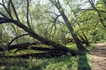 Lauenburg, Elbufer, naturbelassener Wanderweg