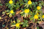 Lauenburg, Fürstengarten, Winterlinge in gelber Blüte